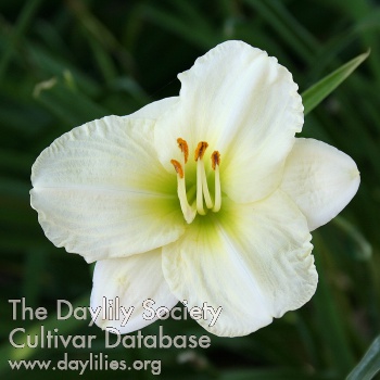 Daylily Little Snow Baby
